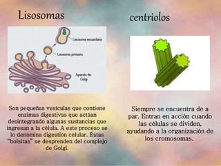 Son pequeñas vesículas que contiene
enzimas digestivas que actúan
desintegrando algunas sustancias que
ingresan a la célula. A este proceso se
lo denomina digestión celular. Éstas
“bolsitas” se desprenden del complejo
de Golgi.
Lisosomas
Siempre se encuentra de a
par. Entran en acción cuando
las células se dividen,
ayudando a la organización de
los cromosomas.
centriolos
 
