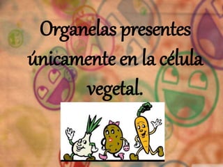 Organelas presentes
únicamente en la célula
vegetal.
 