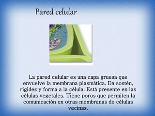 Pared celular
La pared celular es una capa gruesa que
envuelve la membrana plasmática. Da sostén,
rigidez y forma a la célula. Está presente en las
células vegetales. Tiene poros que permiten la
comunicación en otras membranas de células
vecinas.
 
