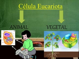 Célula Eucariota
ANIMAL VEGETAL
 
