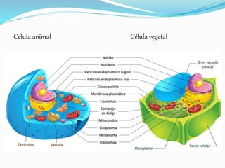 Célula vegetalCélula animal
 
