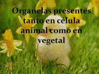 Organelas presentes
tanto en célula
animal como en
vegetal
 