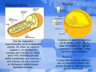 Son las organelas
especializadas en la respiración
celular. En ellas, se capta el
oxígeno y se produce la
energía que requiere la célula
para vivir. formada por una
doble membrana, una externa y
otra interna, en cuyo interior
se distinguen subdivisiones
llamadas crestas.
Contiene el material genético
de la célula o ADN. Es el
lugar encargado de “dirigir,
controlar y coordinar” todas
las funciones celulares
Mitocondria Núcleo
Cuerpo más o menos esférico
que se encuentra dentro del
núcleo donde se fabrican parte
de los ribosomas
Nucléolo
 