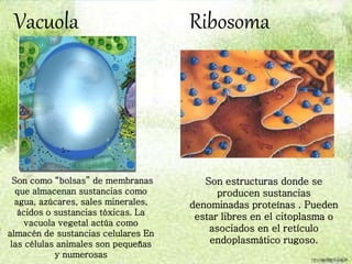 Vacuola
Son como “bolsas” de membranas
que almacenan sustancias como
agua, azúcares, sales minerales,
ácidos o sustancias tóxicas. La
vacuola vegetal actúa como
almacén de sustancias celulares En
las células animales son pequeñas
y numerosas
Ribosoma
Son estructuras donde se
producen sustancias
denominadas proteínas . Pueden
estar libres en el citoplasma o
asociados en el retículo
endoplasmático rugoso.
 