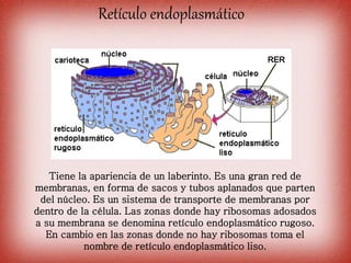 Retículo endoplasmático
Tiene la apariencia de un laberinto. Es una gran red de
membranas, en forma de sacos y tubos aplanados que parten
del núcleo. Es un sistema de transporte de membranas por
dentro de la célula. Las zonas donde hay ribosomas adosados
a su membrana se denomina retículo endoplasmático rugoso.
En cambio en las zonas donde no hay ribosomas toma el
nombre de retículo endoplasmático liso.
 
