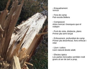 - Enquadrament
Vertical
- Fora de camp
Pati escola Bellera
- Composició
Arbre trencat i branques que el
rodejen
- Punt de vista, distància, plans
Primer pla semi torçat
- Enfocament, profunditat de camp
Primer pla desenfocat, fons enfocat i
nítid
- Llum i colors
Llum natural desde adalt.
- Efectes òptics
Les partes trencades semblen molt
grans al ser de tant a prop.
 