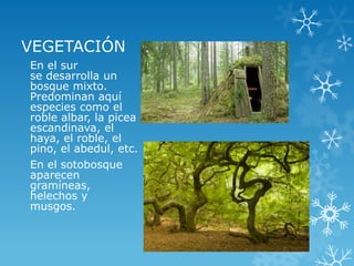 VEGETACIÓN
En el sur
se desarrolla un
bosque mixto.
Predominan aquí
especies como el
roble albar, la picea
escandinava, el
haya, el roble, el
pino, el abedul, etc.
En el sotobosque
aparecen
gramíneas,
helechos y
musgos.
 