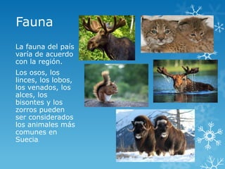 Fauna
La fauna del país
varía de acuerdo
con la región.
Los osos, los
linces, los lobos,
los venados, los
alces, los
bisontes y los
zorros pueden
ser considerados
los animales más
comunes en
Suecia.
 