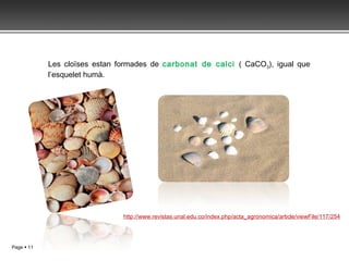 Les cloïses estan formades de  carbonat de calci  ( CaCO 3 ), igual que l’esquelet humà.  http://www.revistas.unal.edu.co/index.php/acta_agronomica/article/viewFile/117/254 