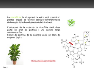 La  clorofil.la  és el pigment de color verd present en plantes i algues i és l’element bàsic per la transformació de l’energia del sol en el procés de la fotosíntesi. L’estructura de la molècula de clorofil.la conté dues parts: un anell de porfirina i una cadena llarga anomenada fitol. L’anell de porfirina de la clorofil.la conté un àtom de magnesi (Mg 2+ ).  http://es.wikipedia.org/wiki/Clorofila 