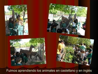 Fuimos aprendiendo los animales en ccaasstteellllaannoo yy eenn iinnggllééss 
 