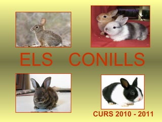 ELS  CONILLS CURS 2010 - 2011 