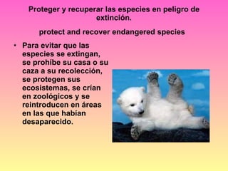 Proteger y recuperar las especies en peligro de extinción. protect and recover endangered species   Para evitar que las especies se extingan, se prohíbe su casa o su caza a su recolección, se protegen sus ecosistemas, se crían en zoológicos y se reintroducen en áreas en las que habían desaparecido. 