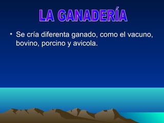 • Se cría diferenta ganado, como el vacuno,
  bovino, porcino y avicola.
 