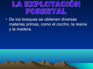 • De los bosques se obtienen diversas
  materias primas, como el corcho, la resina
  y la madera.
 