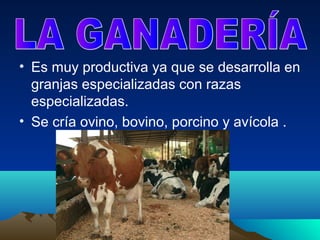 • Es muy productiva ya que se desarrolla en
  granjas especializadas con razas
  especializadas.
• Se cría ovino, bovino, porcino y avícola .
 