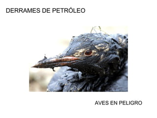 AVES EN PELIGRO
DERRAMES DE PETRÓLEO
 