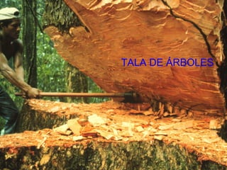 TALA DE ÁRBOLES
 
