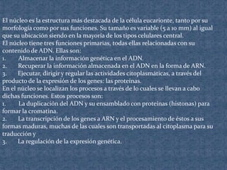 El núcleo es la estructura más destacada de la célula eucarionte, tanto por su
morfología como por sus funciones. Su tamaño es variable (5 a 10 mm) al igual
que su ubicación siendo en la mayoría de los tipos celulares central.
El núcleo tiene tres funciones primarias, todas ellas relacionadas con su
contenido de ADN. Ellas son:
1.    Almacenar la información genética en el ADN.
2.    Recuperar la información almacenada en el ADN en la forma de ARN.
3.    Ejecutar, dirigir y regular las actividades citoplasmáticas, a través del
producto de la expresión de los genes: las proteínas.
En el núcleo se localizan los procesos a través de lo cuales se llevan a cabo
dichas funciones. Estos procesos son:
1.    La duplicación del ADN y su ensamblado con proteínas (histonas) para
formar la cromatina.
2.    La transcripción de los genes a ARN y el procesamiento de éstos a sus
formas maduras, muchas de las cuales son transportadas al citoplasma para su
traducción y
3.    La regulación de la expresión genética.
 