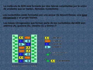 La molécula de ADN está formada por dos hebras constituidas por la unión
de unidades que se repiten, llamadas nucleótidos

Los nucleótidos están formados por una azúcar (la desoxirribosa), una base
nitrogenada y un grupo fosfato.

Las bases nitrogenadas que forman parte de los nucleótidos del ADN son:
adenina (A), guanina (G), citosina (C) y timina (T
 