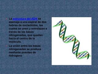  La estructura del ADN se
  asemeja a una espiral de dos
  hebras de nucleótidos, las
  cuales se unen y entrelazan a
  través de las bases
  nitrogenadas, que quedan
  hacia el centro de la
  molécula.
 La unión entre las bases
  nitrogenadas se produce
  mediante puentes de
  hidrógeno
 