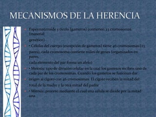 Espermatozoide y óvulo (gametos) contienen 23 cromosomas
  (material
  genético)
 • Células del cuerpo (excepción de gametos) tiene 46 cromosomas (23
  pares), cada cromosoma contiene miles de genes (organizados en
  pares,
  cada elemento del par forma un alelo)
 • Meiosis: tipo de división celular en la cual los gametos reciben uno de
  cada par de los cromosomas. Cuando los gametos se fusionan dar
 origen al cigoto con 46 cromosomas. El cigoto reciben la mitad del
  total de la madre y la otra mitad del padre
 • Mitosis: proceso mediante el cual una célula se divide por la mitad
  una
 
