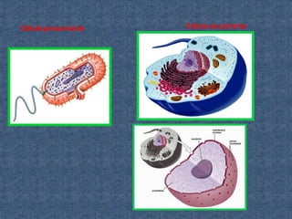 Célula procarionte   Célula eucarionte
 