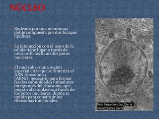  Rodeado por una membrana
  doble compuesta por dos bicapas
  lipídicas.

 La interacción con el resto de la
  célula tiene lugar a través de
  unos orificios llamados poros
  nucleares.

 El nucléolo es una región
  especial en la que se sintetiza el
  ARN ribosómico
  (ARNr), necesario para formar
  las dos subunidades inmaduras
  integrantes del ribosoma, que
  migran al citoplasma a través de
  los poros nucleares, donde se
  unirán para constituir los
  ribosomas funcionales.
 
