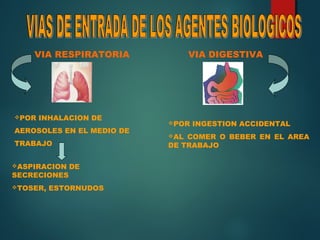 VIA RESPIRATORIA
POR INHALACION DE
AEROSOLES EN EL MEDIO DE
TRABAJO
ASPIRACION DE
SECRECIONES
TOSER, ESTORNUDOS
VIA DIGESTIVA
POR INGESTION ACCIDENTAL
AL COMER O BEBER EN EL AREA
DE TRABAJO
 