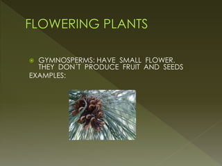  GYMNOSPERMS: HAVE SMALL FLOWER.
THEY DON´T PRODUCE FRUIT AND SEEDS
EXAMPLES:
 