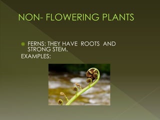  FERNS: THEY HAVE ROOTS AND
STRONG STEM.
EXAMPLES:
 
