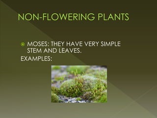  MOSES: THEY HAVE VERY SIMPLE
STEM AND LEAVES.
EXAMPLES:
 