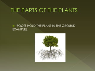  ROOTS HOLD THE PLANT IN THE GROUND
EXAMPLES:
 