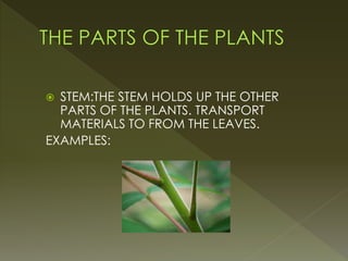  STEM:THE STEM HOLDS UP THE OTHER
PARTS OF THE PLANTS. TRANSPORT
MATERIALS TO FROM THE LEAVES.
EXAMPLES:
 