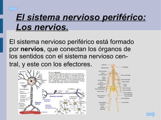 Órganos de los sentidos La piel: el órgano del tacto. 