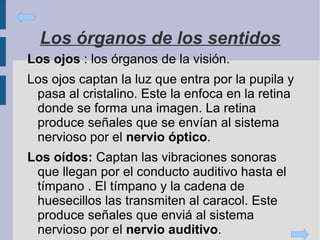 Órganos   de   los   sentidos . Que captan estímulos y producen señales que envían al sistema nervioso. 