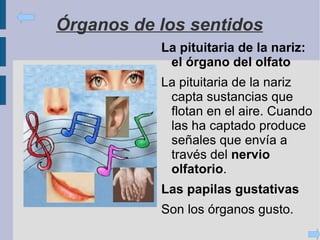 Efectores.  Como los músculos que reciben las ordenes del sistema nervioso y ejecutan las respuestas. 