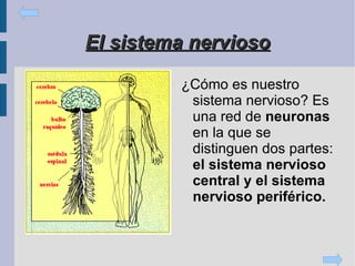 Los órganos de los sentidos Los   ojos  : los órganos de la visión. 