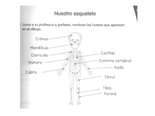 Power de esqueleto, musculo y articulaciones
