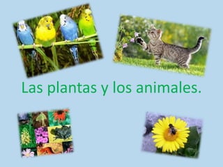 Las plantas y los animales.
 