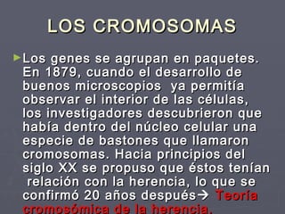 LOS CROMOSOMASLOS CROMOSOMAS
►Los genes se agrupan en paquetes.Los genes se agrupan en paquetes.
EnEn 1879,1879, cuando el desarrollo decuando el desarrollo de
buenos microscopios ya permitíabuenos microscopios ya permitía
observar el interior de las células,observar el interior de las células,
los investigadores descubrieron quelos investigadores descubrieron que
había dentro del núcleo celular unahabía dentro del núcleo celular una
especie de bastones que llamaronespecie de bastones que llamaron
cromosomas. Hacia principios delcromosomas. Hacia principios del
siglo XXsiglo XX se propuso que éstos teníanse propuso que éstos tenían
relación con la herencia, lo que serelación con la herencia, lo que se
confirmó 20 años despuésconfirmó 20 años después TeoríaTeoría
cromosómica de la herencia.cromosómica de la herencia.
 