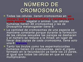 NÚMERO DENÚMERO DE
CROMOSOMASCROMOSOMAS
► Todas las células tienen cromosomas enTodas las células tienen cromosomas en unun
número que es característico y constante paranúmero que es característico y constante para
cada especiecada especie vegetal o animal. Las célulasvegetal o animal. Las células
humanas tienen 46 cromosomas y las dehumanas tienen 46 cromosomas y las de
Drosophila melanogaster tiene 8.Drosophila melanogaster tiene 8.
► La cantidad de cromosomas de una especie seLa cantidad de cromosomas de una especie se
mantiene constante porque durante la formaciónmantiene constante porque durante la formación
de las células sexuales las parejas se deshacende las células sexuales las parejas se deshacen
y el número se reduce a la mitad; en lugar dey el número se reduce a la mitad; en lugar de
llevar dos copias de cada cromosoma, tiene solollevar dos copias de cada cromosoma, tiene solo
unauna MeiosisMeiosis
► Tanto los óvulos como los espermatozoidesTanto los óvulos como los espermatozoides
humanos tienen 23 cromosomas, pero el cigotohumanos tienen 23 cromosomas, pero el cigoto
formado en la fecundación ya tiene los 23 pares,formado en la fecundación ya tiene los 23 pares,
al igual que todas las células en que se vayaal igual que todas las células en que se vaya
multiplicando.multiplicando.
 