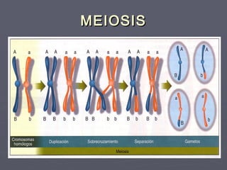MEIOSISMEIOSIS
 