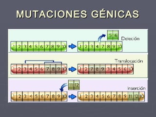 MUTACIONES GÉNICASMUTACIONES GÉNICAS
 
