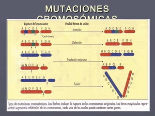 MUTACIONESMUTACIONES
CROMOSÓMICASCROMOSÓMICAS
 