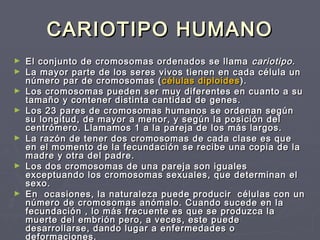 CARIOTIPO HUMANOCARIOTIPO HUMANO
► El conjunto de cromosomas ordenados se llamaEl conjunto de cromosomas ordenados se llama cariotipocariotipo..
► La mayor parte de los seres vivos tienen en cada célula unLa mayor parte de los seres vivos tienen en cada célula un
número par de cromosomas (número par de cromosomas ( células diploidescélulas diploides ).).
► Los cromosomas pueden ser muy diferentes en cuanto a suLos cromosomas pueden ser muy diferentes en cuanto a su
tamaño y contener distinta cantidad de genes.tamaño y contener distinta cantidad de genes.
► Los 23 pares de cromosomas humanos se ordenan segúnLos 23 pares de cromosomas humanos se ordenan según
su longitud, de mayor a menor, y según la posición delsu longitud, de mayor a menor, y según la posición del
centrómero. Llamamos 1 a la pareja de los más largos.centrómero. Llamamos 1 a la pareja de los más largos.
► La razón de tener dos cromosomas de cada clase es queLa razón de tener dos cromosomas de cada clase es que
en el momento de la fecundación se recibe una copia de laen el momento de la fecundación se recibe una copia de la
madre y otra del padre.madre y otra del padre.
► Los dos cromosomas de una pareja son igualesLos dos cromosomas de una pareja son iguales
exceptuando los cromosomas sexuales, que determinan elexceptuando los cromosomas sexuales, que determinan el
sexo.sexo.
► En ocasiones, la naturaleza puede producir células con unEn ocasiones, la naturaleza puede producir células con un
número de cromosomas anómalo. Cuando sucede en lanúmero de cromosomas anómalo. Cuando sucede en la
fecundación , lo más frecuente es que se produzca lafecundación , lo más frecuente es que se produzca la
muerte del embrión pero, a veces, este puedemuerte del embrión pero, a veces, este puede
desarrollarse, dando lugar a enfermedades odesarrollarse, dando lugar a enfermedades o
deformaciones.
 