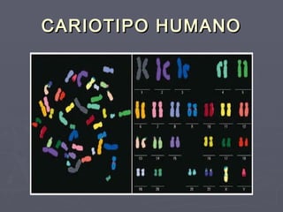 CARIOTIPO HUMANOCARIOTIPO HUMANO
 