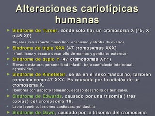Alteraciones cariotípicasAlteraciones cariotípicas
humanashumanas
► Síndrome de TurnerSíndrome de Turner , donde solo hay un cromosoma X (45, X, donde solo hay un cromosoma X (45, X
o 45 X0)o 45 X0)
Mujeres con aspecto masculino, enanismo y atrofia de ovarios.Mujeres con aspecto masculino, enanismo y atrofia de ovarios.
► Sindrome de triple XXXSindrome de triple XXX (47 cromosomas XXX)(47 cromosomas XXX)
 Infantilismo y escaso desarrollo de mamas y genitales externos-Infantilismo y escaso desarrollo de mamas y genitales externos-
► Síndrome de duplo YSíndrome de duplo Y (47 cromosomas XYY)(47 cromosomas XYY)
 Elevada estatura, personalidad infantil, bajo coeficiente intelectual,Elevada estatura, personalidad infantil, bajo coeficiente intelectual,
agresividad….agresividad….
► Síndrome de KlinefelterSíndrome de Klinefelter ,, se da en el sexo masculino, tambiénse da en el sexo masculino, también
conocido como 47 XXY. Es causada por la adición de unconocido como 47 XXY. Es causada por la adición de un
cromosoma X.cromosoma X.
 Hombres con aspecto femenino, escaso desarrollo de testículos.Hombres con aspecto femenino, escaso desarrollo de testículos.
► Síndrome de EdwardsSíndrome de Edwards , causado por una trisomía ( tres, causado por una trisomía ( tres
copias) del cromosoma 18.copias) del cromosoma 18.
 Labio leporino, lesiones cardiacas, polidactiliaLabio leporino, lesiones cardiacas, polidactilia
► Síndrome de DownSíndrome de Down , causado por la trisomía del cromosoma, causado por la trisomía del cromosoma
 