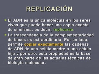 REPLICACIÓNREPLICACIÓN
► El ADN es la única molécula en los seresEl ADN es la única molécula en los seres
vivos que puede hacer una copia exactavivos que puede hacer una copia exacta
de si misma, es decir,de si misma, es decir, replicarsereplicarse..
► La trascendencia de la complementariedadLa trascendencia de la complementariedad
de bases es extraordinaria. Por un lado,de bases es extraordinaria. Por un lado,
permitepermite copiar exactamentecopiar exactamente las cadenaslas cadenas
de ADN de una célula madre a una célulade ADN de una célula madre a una célula
hija y por otro, esta propiedad es la basehija y por otro, esta propiedad es la base
de gran parte de las actuales técnicas dede gran parte de las actuales técnicas de
biología molecular.biología molecular.
 