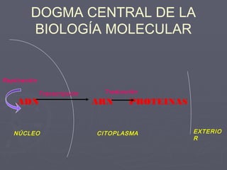 DOGMA CENTRAL DE LA
BIOLOGÍA MOLECULAR
ADN ARN PROTEINAS
NÚCLEO CITOPLASMA EXTERIO
R
Transcripción Traducción
Replicación
 